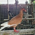 Duiven man te koop, Dieren en Toebehoren, Vogels | Duiven, Mannelijk, Overige soorten