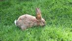 Jonge Vlaamse Reus (voedster) te koop, Dieren en Toebehoren, Vrouwelijk, Groot, 0 tot 2 jaar