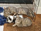 Super lieve en mooie kittens te koop, Dieren en Toebehoren, Katten en Kittens | Overige Katten, Meerdere dieren