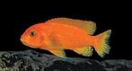Malawi Cichliden: Metriaclima estherae red/red, Vis, Zoetwatervis