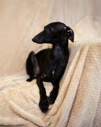 Zwarte reu Italiaanse Windhond 1 jaar oud–NULAN Niby Nic FCI, Dieren en Toebehoren, Honden | Windhonden, Rabiës (hondsdolheid)