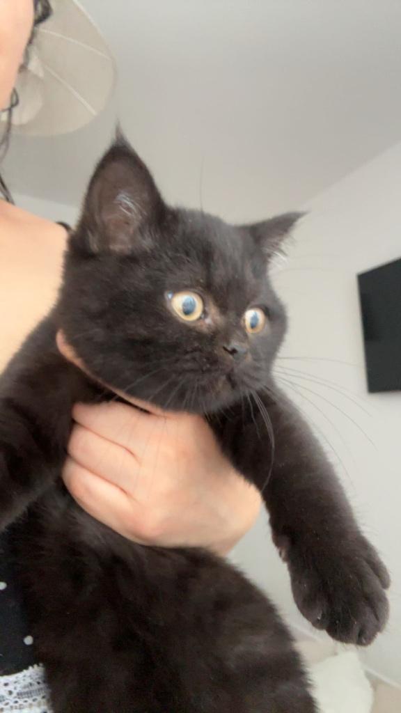 Kitten, Dieren en Toebehoren, Overige Dieren, Mannelijk, Augustus