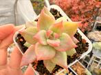Echeveria Agavoides Chimera Variegata/pot 7cm/vetplant/, Ophalen of Verzenden, Halfschaduw, Minder dan 100 cm