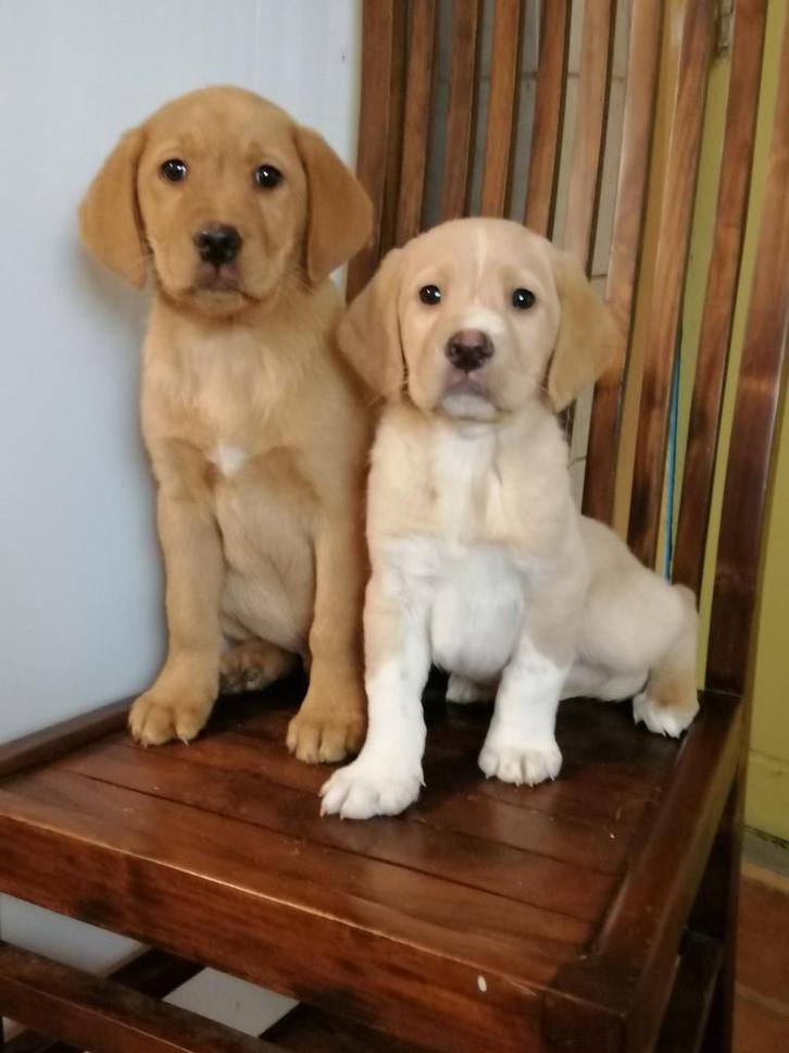 Labrador kruising pups, Dieren en Toebehoren, Honden | Retrievers, Spaniëls en Waterhonden, Meerdere dieren, Labrador retriever