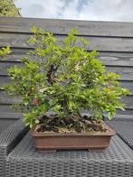 Prachtige Azalea Bonsai in wording, Tuin en Terras, Planten | Bomen, Ophalen