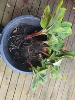 bananenplant, Ophalen, Halfschaduw, Minder dan 100 cm