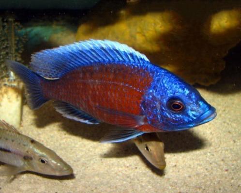 40 soorten cichliden in onze nieuwe aquariumafdeling!, Dieren en Toebehoren, Vissen | Aquariumvissen, Zoetwatervis, Vis