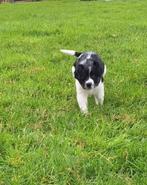 Te koop 2 friese stabij pups, Dieren en Toebehoren, Rabiës (hondsdolheid), 8 tot 15 weken, Meerdere, Meerdere dieren