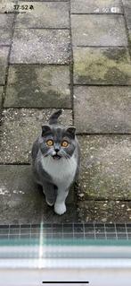 Half britse korthaar en half scotish kitten poes, Dieren en Toebehoren, Katten en Kittens | Dekkaters