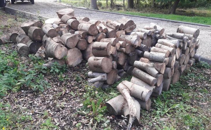 haardhout essen hout kachel stammen, Tuin en Terras, Haardhout, Blokken, Essenhout, 6 m³ of meer, Ophalen