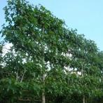 Leibomen alle soorten en maten, In pot, Zomer, Volle zon, Leiboom