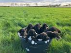 Pups te koop, 8 tot 15 weken, Collie, Parvo, Meerdere