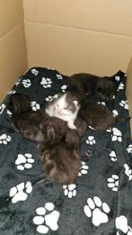 Kittens