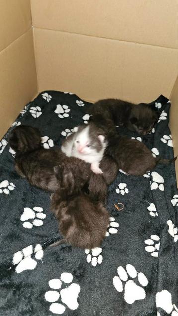 Kittens  beschikbaar voor biedingen