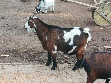 3 volwassen dwerggeiten en een gecastreerde bok  beschikbaar voor biedingen