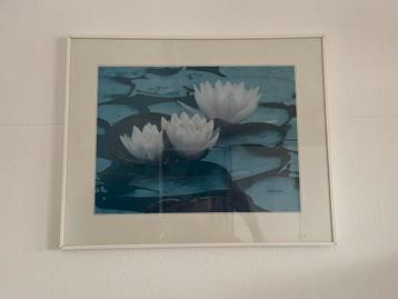 Witte lijst met poster waterlelies 50  40 x 1 cm beschikbaar voor biedingen