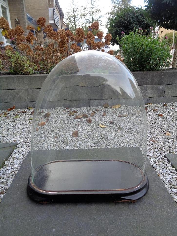 Antieke ovale Victoriaanse glazen stolp op houten sokkel, Antiek en Kunst, Antiek | Woonaccessoires, Ophalen