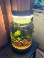 Tafel garnalen aquarium ingedraaid compleet, Vis