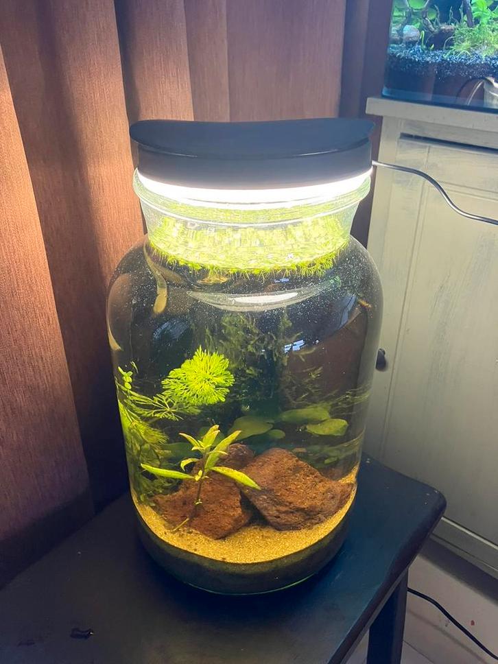 Tafel garnalen aquarium ingedraaid compleet, Dieren en Toebehoren, Vissen | Aquariumvissen, Vis