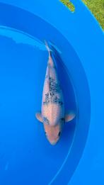 Koi karper Shiro utsuri, Dieren en Toebehoren, Vissen | Vijvervissen, Karper of Koi