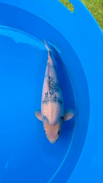 Koi karper Shiro utsuri beschikbaar voor biedingen