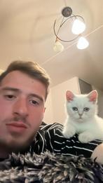 Beschrijving van de kat (te koop)  Mooie Britse Korthaar kat
