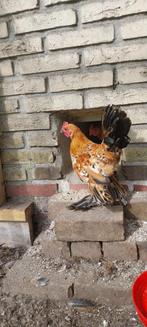 Jonge kriel sabelpoot haantjes, GRATIS, Dieren en Toebehoren, Pluimvee, Mannelijk