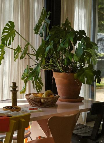 Flinke gezonde Monstera Gatenplant gróte oude terracottapot beschikbaar voor biedingen