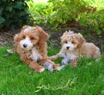 Mini Cockapoo pups abrikoos. Opgrgroeid in huis, te lief, Overige rassen, 8 tot 15 weken, Meerdere, Meerdere dieren
