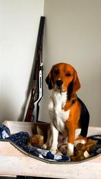 Beagle dek reu, Dieren en Toebehoren, Rabiës (hondsdolheid), Reu, 1 tot 2 jaar, Eén hond