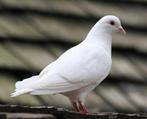 Witte duiven, Overige soorten, Meerdere dieren