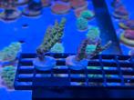 Anacropora Goldenrod, Ophalen, ., Plant(en), Steen of Hout, Zo goed als nieuw