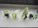 Alocasia frydek Variegata mini, Huis en Inrichting, Kamerplanten, Ophalen, Halfschaduw, Minder dan 100 cm