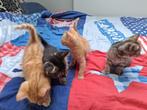 Baby kittens, Dieren en Toebehoren, 0 tot 2 jaar