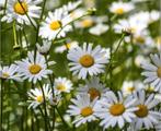 margriet inheems, Tuin en Terras, Planten | Tuinplanten, Volle zon, Vaste plant, Zomer, Ophalen