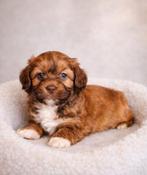 Super mooie gezonde boomer pups, Overige rassen, 8 tot 15 weken, Meerdere, Meerdere dieren