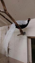Prachtige Zilverfazant, Meerdere dieren