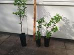 Rode (aal)bessenstruik. meerdere beschikbaar vanaf € 3,-, Ophalen, Volle zon, Vaste plant, Fruitplanten