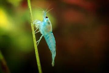 Blue Jelly Neocaridina Siergarnaal beschikbaar voor biedingen