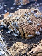 Dairy cows - Isopods (Pissebedden), Dieren en Toebehoren, Overige soorten