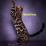 Beautiful bengal kittens from Champions!, Dieren en Toebehoren, Katten en Kittens | Raskatten | Korthaar, Kater, Gechipt