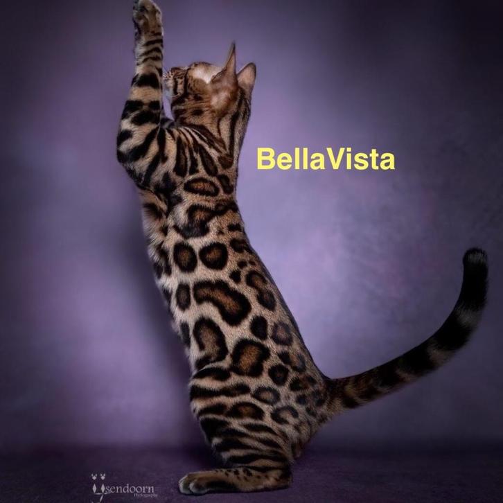 Beautiful bengal kittens from Champions!, Dieren en Toebehoren, Katten en Kittens | Raskatten | Korthaar, Kater, Met stamboom