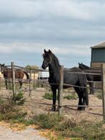 Hele gave 2 jarige friese Hengst te koop super afstammeling, Dieren en Toebehoren, Paarden, Gechipt, Dressuurpaard, 0 tot 2 jaar