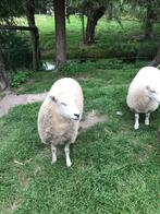 Ouessant schapen, Dieren en Toebehoren, Schapen, Geiten en Varkens, Vrouwelijk, Schaap, 0 tot 2 jaar