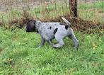 Duitse Staande Draadhaar pups, Dieren en Toebehoren, Reu, 8 tot 15 weken, Meerdere, Nederland