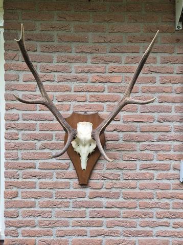 Mooi Edelhert Gewei Jacht Trofee Mancave Jacht Hut d70 beschikbaar voor biedingen