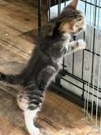 Halve ragdoll kitten, Dieren en Toebehoren, Katten en Kittens | Raskatten | Korthaar, Kater