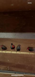 Te Koop: Emblema Picta’s, Meerdere dieren