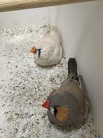 Koppel bleekrug zebravinken, Meerdere dieren, Tropenvogel, Geringd