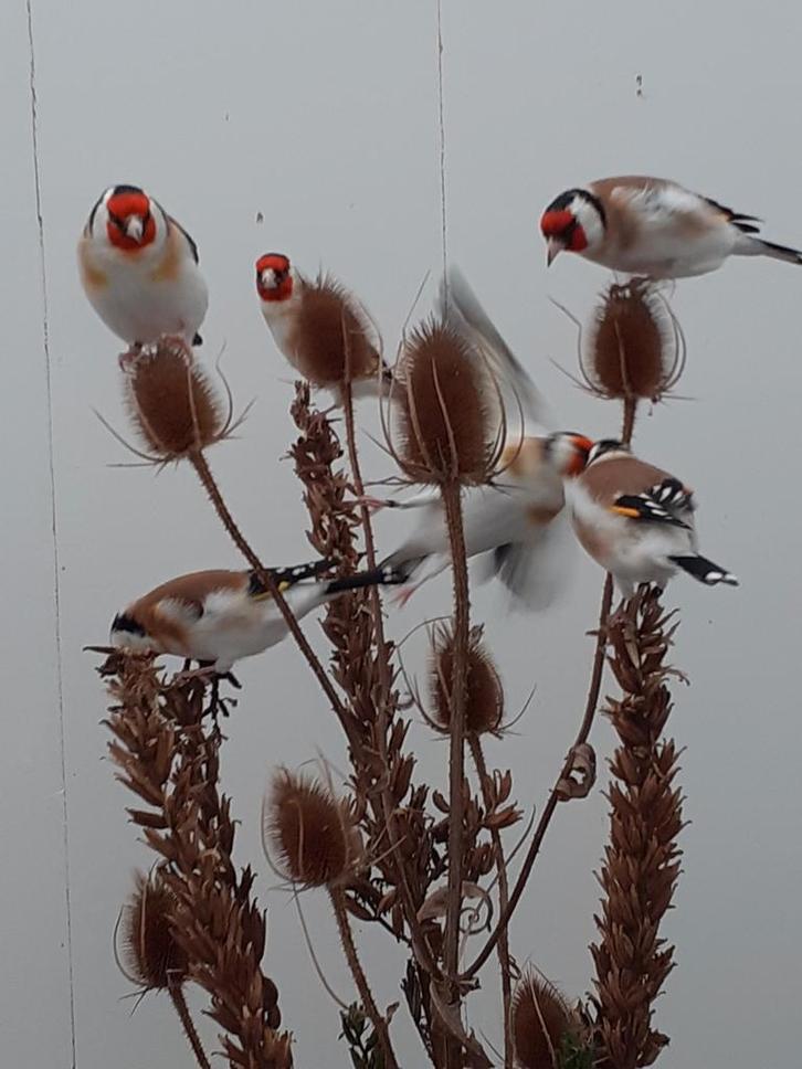 Mooie forse koppels wildkleur majoor putters uit 2025, Dieren en Toebehoren, Vogels | Overige Vogels, Wildzangvogel, Meerdere dieren
